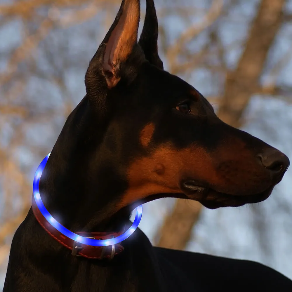 BSEEN Silicone LED Dog Collar