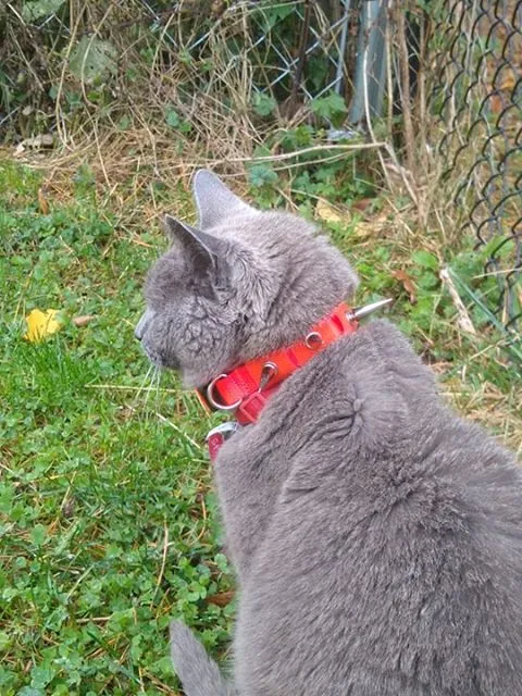 CoyoteCollar